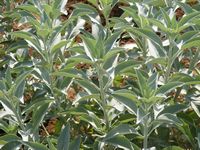 Salvia apiana